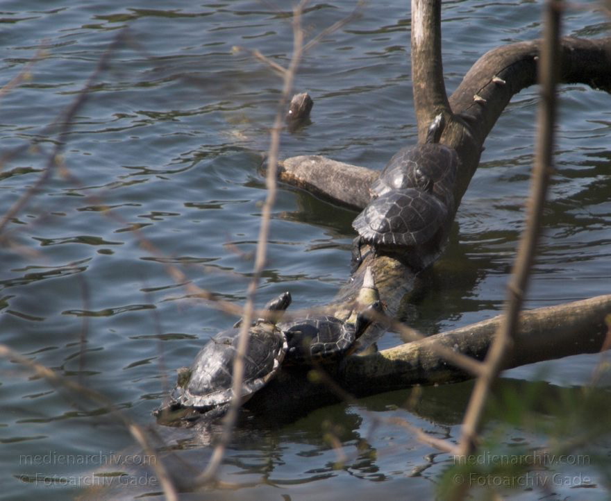 Berlin. Plötzensee. Schildkröte
25. 4. 2010. Berlin. Mitte. Wedding. Plötzensee. Fauna. Tiere. Reptilien. Schildkröte. Testudinata, Testudines
Schlüsselwörter: Plötzensee;Reptilien;Schildkröten;Testudinata;Testudines;Tiere;2010;Berlin;Wedding;Fauna;Mitte