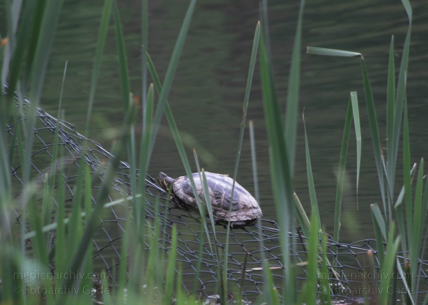 Berlin. Plötzensee. Schildkröte
22. 5. 2010. Berlin. Mitte. Wedding. Plötzensee. Fauna. Tiere. Reptilien. Schildkröte am Maschendrahtzaun. Testudinata, Testudines
Schlüsselwörter: Plötzensee;Reptilien;Schildkröten;Testudinata;Testudines;Tiere;2010;Berlin;Wedding;Fauna;Mitte