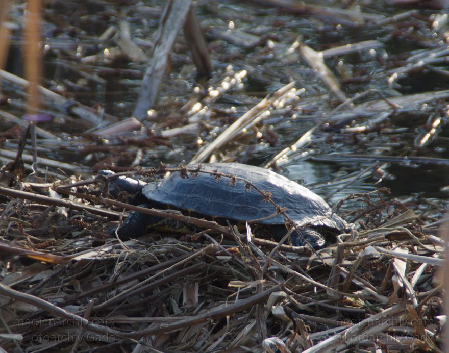 Berlin. Plötzensee. Schildkröte
17. 3. 2012. Berlin. Mitte. Wedding. Plötzensee. Fauna. Tiere. Reptilien. Schildkröte. Testudinata, Testudines
Schlüsselwörter: Plötzensee;Reptilien;Schildkröten;Testudinata;Testudines;Tiere;2012;Berlin;Wedding;Fauna;Mitte