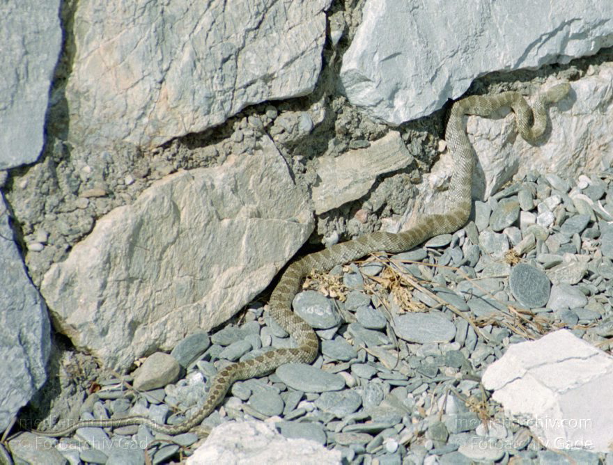 Spanien. Andalusien. Costa del Sol. Almunecar. Reptil. Schlange
Februar 2002. Spanien. Andalusien. Costa del Sol. Almunecar. Fauna. Tiere. Reptil. Schlange. Viper
Schlüsselwörter: Almunecar;Andalusien;Costa del Sol;Fauna;Reptil;Schlange;Spain;Spanien;Tiere;2002;Viper
