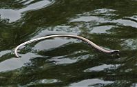 Dateiname=Reptil-Blindschleiche20080807-13a.jpg
Dateigröße=160KB
Abmessungen: 880x555
hinzugefügt am: 06. Januar 2016 Reptil-Blindschleiche20080807-13a.jpg