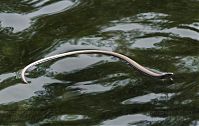 Reptil-Blindschleiche20080807-13a.jpg