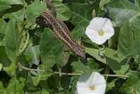 Dateiname=Reptil-Eidechse-20070624-114.jpg
Dateigröße=177KB
Abmessungen: 880x591
hinzugefügt am: 06. Januar 2016 Reptil-Eidechse-20070624-114.jpg