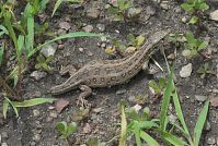 Dateiname=Reptil-Eidechse-20070626-068.jpg
Dateigröße=324KB
Abmessungen: 880x591
hinzugefügt am: 06. Januar 2016 Reptil-Eidechse-20070626-068.jpg