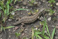 Reptil-Eidechse-20070626-068.jpg