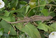 Dateiname=Reptil-Eidechse-20070626-069.jpg
Dateigröße=217KB
Abmessungen: 880x591
hinzugefügt am: 06. Januar 2016 Reptil-Eidechse-20070626-069.jpg
