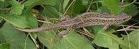 Dateiname=Reptil-Eidechse-20070626-069j.jpg
Dateigröße=127KB
Abmessungen: 880x312
hinzugefügt am: 06. Januar 2016 Reptil-Eidechse-20070626-069j.jpg