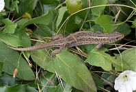 Dateiname=Reptil-Eidechse-20070626-070.jpg
Dateigröße=242KB
Abmessungen: 880x591
hinzugefügt am: 06. Januar 2016 Reptil-Eidechse-20070626-070.jpg