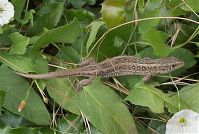Dateiname=Reptil-Eidechse-20070626-071.jpg
Dateigröße=226KB
Abmessungen: 880x591
hinzugefügt am: 06. Januar 2016 Reptil-Eidechse-20070626-071.jpg