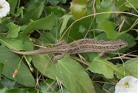 Reptil-Eidechse-20070626-071.jpg