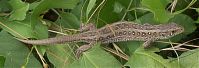 Dateiname=Reptil-Eidechse-20070626-071k.jpg
Dateigröße=138KB
Abmessungen: 880x301
hinzugefügt am: 06. Januar 2016 Reptil-Eidechse-20070626-071k.jpg