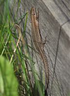 Dateiname=Reptil-Eidechse-20120617-073.jpg
Dateigröße=184KB
Abmessungen: 634x880
hinzugefügt am: 06. Januar 2016 Reptil-Eidechse-20120617-073.jpg