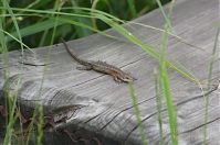 Dateiname=Reptil-Eidechse-20120623-145.jpg
Dateigröße=170KB
Abmessungen: 880x584
hinzugefügt am: 06. Januar 2016 Reptil-Eidechse-20120623-145.jpg