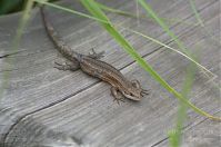 Dateiname=Reptil-Eidechse-20120623-146.jpg
Dateigröße=160KB
Abmessungen: 880x584
hinzugefügt am: 06. Januar 2016 Reptil-Eidechse-20120623-146.jpg