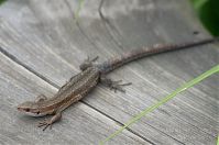 Dateiname=Reptil-Eidechse-20120623-148.jpg
Dateigröße=147KB
Abmessungen: 880x584
hinzugefügt am: 06. Januar 2016 Reptil-Eidechse-20120623-148.jpg