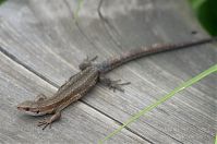 Reptil-Eidechse-20120623-148.jpg