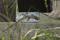 Dateiname=Reptil-Eidechse-20120715-220.jpg
Dateigröße=234KB
Abmessungen: 880x584
hinzugefügt am: 06. Januar 2016 Reptil-Eidechse-20120715-220.jpg
