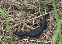 Reptil-Eidechse-20120715-224.jpg