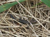 Dateiname=Reptil-Eidechse-20120728-170.jpg
Dateigröße=244KB
Abmessungen: 880x652
hinzugefügt am: 06. Januar 2016 Reptil-Eidechse-20120728-170.jpg