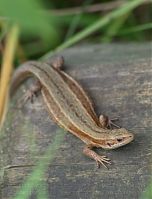 Dateiname=Reptil-Eidechse-20120728-171.jpg
Dateigröße=155KB
Abmessungen: 670x880
hinzugefügt am: 06. Januar 2016 Reptil-Eidechse-20120728-171.jpg