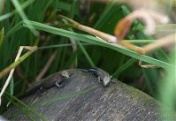 Dateiname=Reptil-Eidechse-20120728-174.jpg
Dateigröße=161KB
Abmessungen: 880x605
hinzugefügt am: 06. Januar 2016 Reptil-Eidechse-20120728-174.jpg