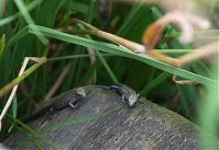 Reptil-Eidechse-20120728-174.jpg