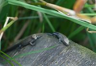Dateiname=Reptil-Eidechse-20120728-176.jpg
Dateigröße=161KB
Abmessungen: 880x606
hinzugefügt am: 06. Januar 2016 Reptil-Eidechse-20120728-176.jpg