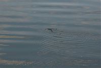 Reptil-Ringelnatter-20050620-16.jpg