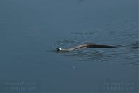 Reptil-Ringelnatter-20050620-18.jpg