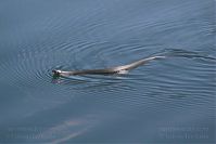 Dateiname=Reptil-Ringelnatter-20050620-21.jpg
Dateigröße=97KB
Abmessungen: 880x586
hinzugefügt am: 06. Januar 2016 Reptil-Ringelnatter-20050620-21.jpg