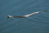 Dateiname=Reptil-Ringelnatter-20050620-23.jpg
Dateigröße=94KB
Abmessungen: 880x586
hinzugefügt am: 06. Januar 2016 Reptil-Ringelnatter-20050620-23.jpg