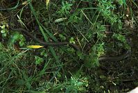 Dateiname=Reptil-Ringelnatter-20080609-10.jpg
Dateigröße=328KB
Abmessungen: 880x592
hinzugefügt am: 06. Januar 2016 Reptil-Ringelnatter-20080609-10.jpg