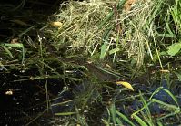 Dateiname=Reptil-Ringelnatter-20080609-14.jpg
Dateigröße=299KB
Abmessungen: 880x610
hinzugefügt am: 06. Januar 2016 Reptil-Ringelnatter-20080609-14.jpg