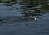 Dateiname=Reptil-Ringelnatter-20100627-10.jpg
Dateigröße=143KB
Abmessungen: 880x632
hinzugefügt am: 06. Januar 2016 Reptil-Ringelnatter-20100627-10.jpg