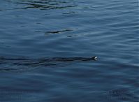 Dateiname=Reptil-Ringelnatter-20100627-12.jpg
Dateigröße=107KB
Abmessungen: 880x643
hinzugefügt am: 06. Januar 2016 Reptil-Ringelnatter-20100627-12.jpg