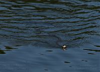 Dateiname=Reptil-Ringelnatter-20100627-13.jpg
Dateigröße=160KB
Abmessungen: 880x637
hinzugefügt am: 06. Januar 2016 Reptil-Ringelnatter-20100627-13.jpg