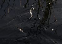 Dateiname=Reptil-Ringelnatter-20100627-15.jpg
Dateigröße=122KB
Abmessungen: 880x631
hinzugefügt am: 06. Januar 2016 Reptil-Ringelnatter-20100627-15.jpg