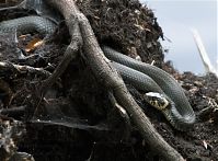 Dateiname=Reptil-Ringelnatter-20100703-11.jpg
Dateigröße=226KB
Abmessungen: 880x650
hinzugefügt am: 06. Januar 2016 Reptil-Ringelnatter-20100703-11.jpg