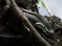 Dateiname=Reptil-Ringelnatter-20100703-12.jpg
Dateigröße=201KB
Abmessungen: 880x654
hinzugefügt am: 06. Januar 2016 Reptil-Ringelnatter-20100703-12.jpg