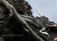 Dateiname=Reptil-Ringelnatter-20100703-13.jpg
Dateigröße=216KB
Abmessungen: 880x632
hinzugefügt am: 06. Januar 2016 Reptil-Ringelnatter-20100703-13.jpg