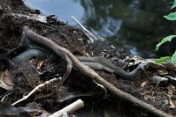 Dateiname=Reptil-Ringelnatter-20100703-14.jpg
Dateigröße=255KB
Abmessungen: 880x588
hinzugefügt am: 06. Januar 2016 Reptil-Ringelnatter-20100703-14.jpg