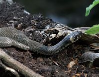 Dateiname=Reptil-Ringelnatter-20100703-15.jpg
Dateigröße=221KB
Abmessungen: 880x682
hinzugefügt am: 06. Januar 2016 Reptil-Ringelnatter-20100703-15.jpg