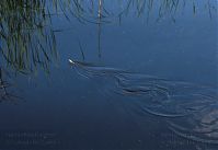 Dateiname=Reptil-Ringelnatter-20100707-164.jpg
Dateigröße=119KB
Abmessungen: 880x604
hinzugefügt am: 06. Januar 2016 Reptil-Ringelnatter-20100707-164.jpg