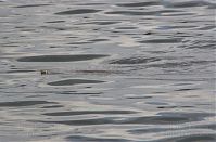 Dateiname=Reptil-Ringelnatter-20110627-67.jpg
Dateigröße=157KB
Abmessungen: 880x577
hinzugefügt am: 06. Januar 2016 Reptil-Ringelnatter-20110627-67.jpg