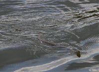 Dateiname=Reptil-Ringelnatter-20110627-69.jpg
Dateigröße=209KB
Abmessungen: 880x641
hinzugefügt am: 06. Januar 2016 Reptil-Ringelnatter-20110627-69.jpg