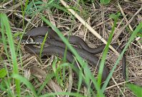 Dateiname=Reptil-Ringelnatter-201200727-10.jpg
Dateigröße=302KB
Abmessungen: 880x606
hinzugefügt am: 06. Januar 2016 Reptil-Ringelnatter-201200727-10.jpg