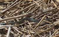 Dateiname=Reptil-Ringelnatter-20120617-107.jpg
Dateigröße=270KB
Abmessungen: 880x567
hinzugefügt am: 06. Januar 2016 Reptil-Ringelnatter-20120617-107.jpg