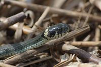 Dateiname=Reptil-Ringelnatter-20120617-109.jpg
Dateigröße=136KB
Abmessungen: 880x584
hinzugefügt am: 06. Januar 2016 Reptil-Ringelnatter-20120617-109.jpg