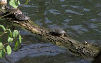 Reptil-Schildkroete-20090426-37.jpg