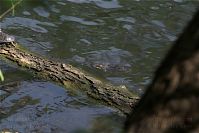 Reptil-Schildkroete-20090426-39.jpg